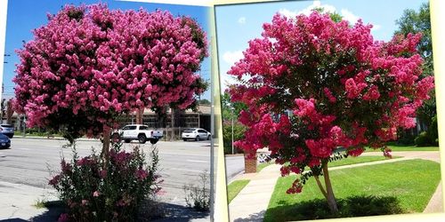 LAGERSTROEMIA INDYJSKA PINK NAJDŁUŻEJ KWITNĄCY KRZEW ŚWIATA Sadz. na Arena.pl