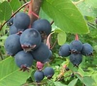 ŚWIDOŚLIWA OLCHOLISTNA Prince Wiliams - sadz w don