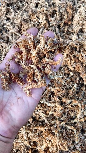 Mech Sphagnum Mech Torfowiec 3l na Arena.pl