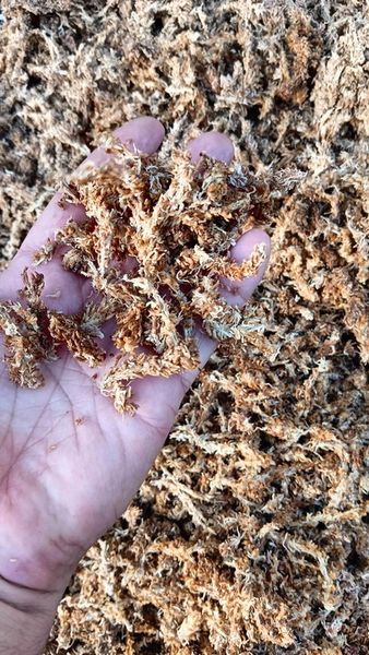 Mech Sphagnum Mech Torfowiec 3l zdjęcie 2