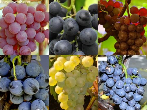 Komplet 6 odmian winorośli (Vitis) w doniczkach P9, wysokość 40-60 cm na Arena.pl