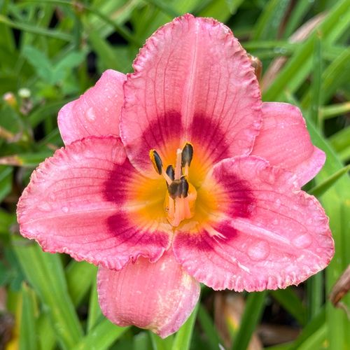 Liliowiec 'Strawberry Candy' Jasno-Różowy (Hemerocallis) Doniczka 2.0L na Arena.pl