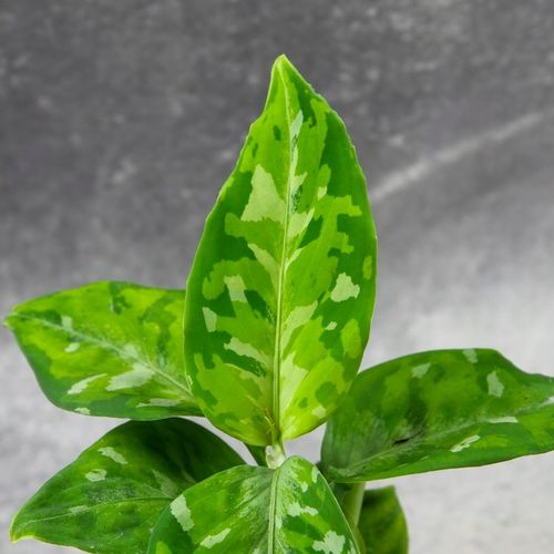 Aglaonema pictum TRICOLOR kolekcjonerska OCIEPLACZ GRATIS D6cm na Arena.pl