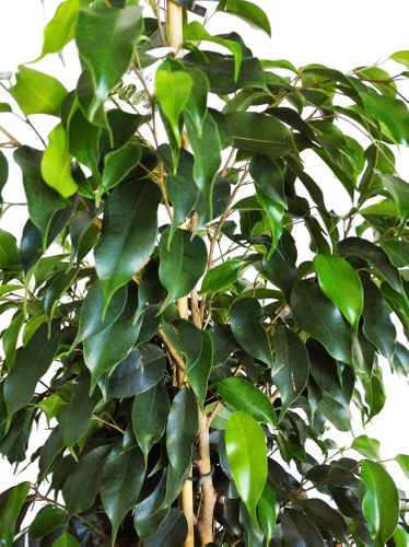 FIKUS (FICUS) BENJAMINA DANIELLE 135 cm na Arena.pl