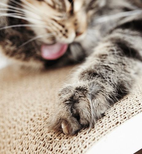 MyKotty Drapak Lui biały na Arena.pl