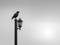 Plakat 80x60cm Samotny Postój Kruka