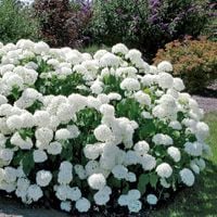 C2 HORTENSJA ANABELLE DUŻE BIAŁE KWIATY KRZEWY24