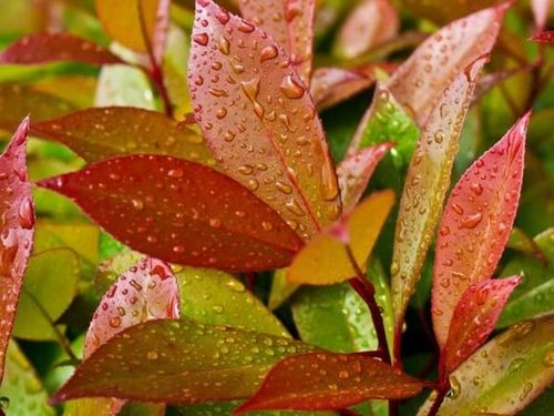 Kiścień SCARLETTA ZEBLID Do cienia Zimozielony Czerwony Duże sadzonki C3 na Arena.pl