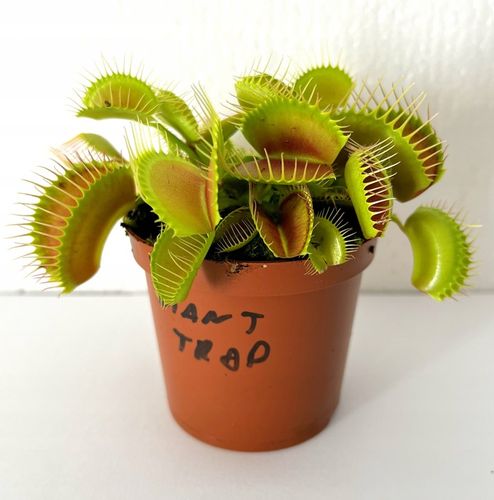 DOROSŁA MUCHOŁÓWKA odm, GIANT TRAP w DONICZCE na Arena.pl