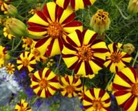 NASIONA Kwiatów Aksamitka Wyniosła Klaun 1g Kwiaty Aksamitki 413092