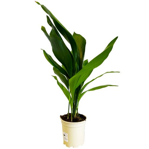 ASPIDISTRA ELIATOR 80 cm na Arena.pl