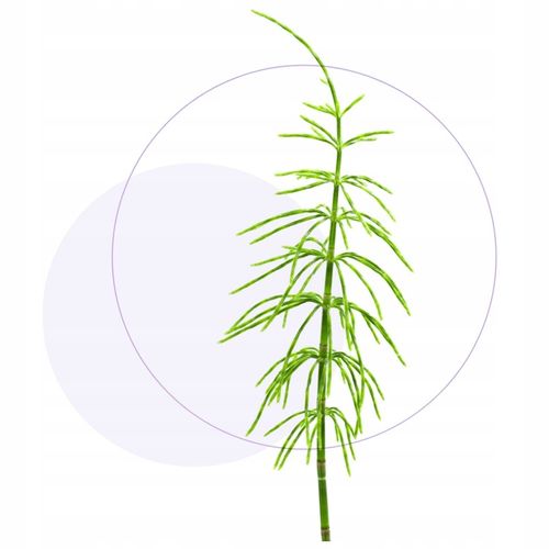 Jasnum uro 60 kapsułek na Arena.pl