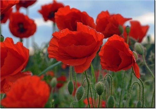 100 70CM OBRAZ PŁÓTNO MAKI DUNCAN PŁÓTNO RAMA na Arena.pl