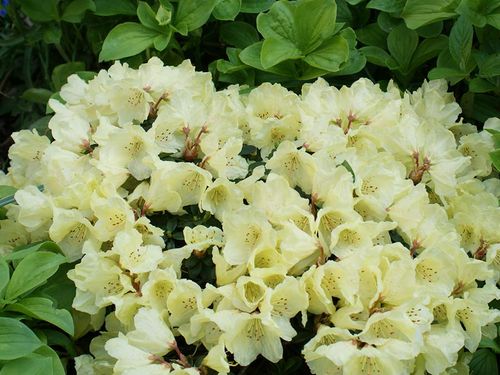 Różanecznik Patty Bee C2 E na Arena.pl