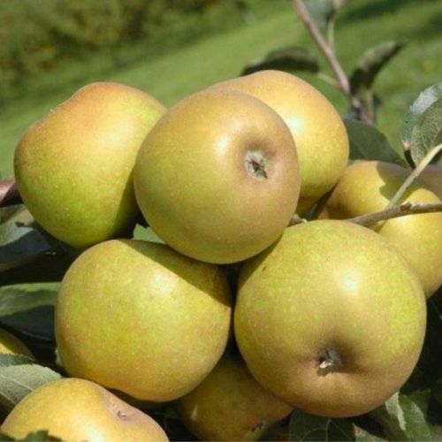 SADZONKI DRZEWKA OWOCOWE JABŁOŃ SZARA RENETA NAJLEPSZA CENIONA DO na Arena.pl