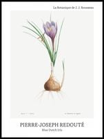 Plakat 60x80cm Design Blue Dutch Iris, Redoute Vintage do Salonu