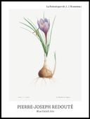 Plakat 60x80cm Design Blue Dutch Iris, Redoute Vintage do Salonu