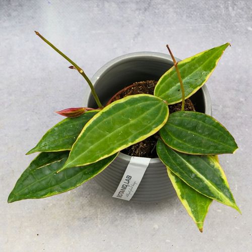 Zestaw do zrobienia podłoża przepuszczalnego, luźnego dla roślin 8L na Arena.pl