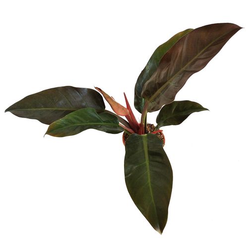 FILODENDRON IMPERIAL RED 55cm na Arena.pl