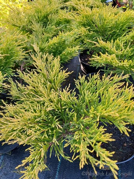 Jałowiec płożący Limeglow wrzosowisko skalniak zdjęcie 1