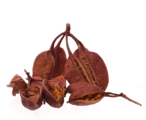 Brachytion Naturalne na Arena.pl