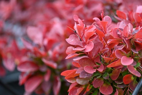 Berberys Thunberga Ruby Star - Berberis thunbergii na Arena.pl