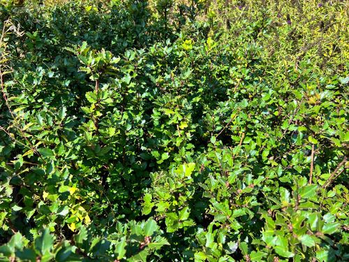 Ostrokrzew Meservy 'Blue Prince' (Ilex ×meserveae) Doniczka 2.0L na Arena.pl