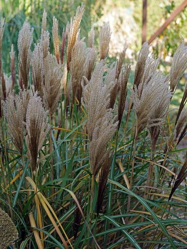 Miskant chiński Rotsilber C3 E na Arena.pl