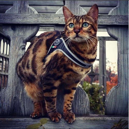 SZELKI dużego kota 38-48cm do 6kg Brytyjski TRE PONTI czarne Z ODBLASKAMI na Arena.pl