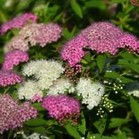 Tawuła japońska 'Shirobana' DWUKOLOROWA (Spiraea japonica ) Doniczka 2.0L