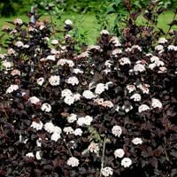 Pęcherznica kalinolistna DIABOLO Ciemno-bordowa Na żywopłot Sadzonki 2L