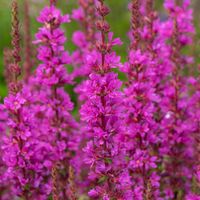 Krwawnica pospolita 'Robin' Intensywnie Różowe Kwiaty (Lythrum salicaria)