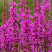 Krwawnica pospolita 'Robin' Intensywnie Różowe Kwiaty (Lythrum salicaria)