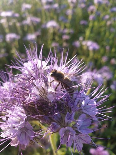 Miód Faceliowy 1100g naturalny świeży dla dzieci na Arena.pl