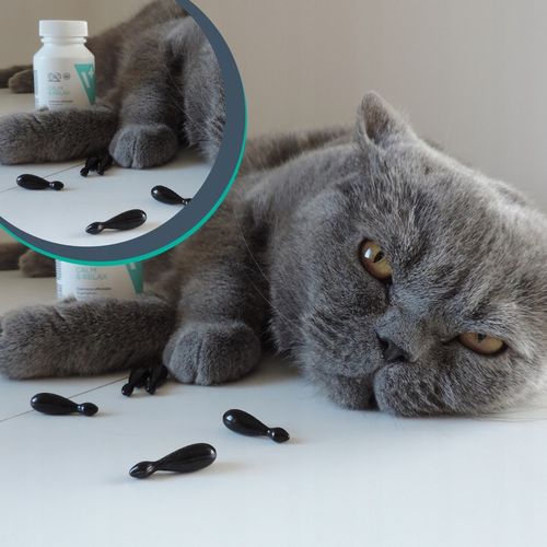 Preparat dla psów i kotów na stres Vet Expert Calm & Relax 30 kapsułek na Arena.pl