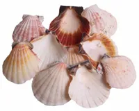 Muszle morskie PECTIN z naroślami muszli 10 szt dekoracje do łazienki morze