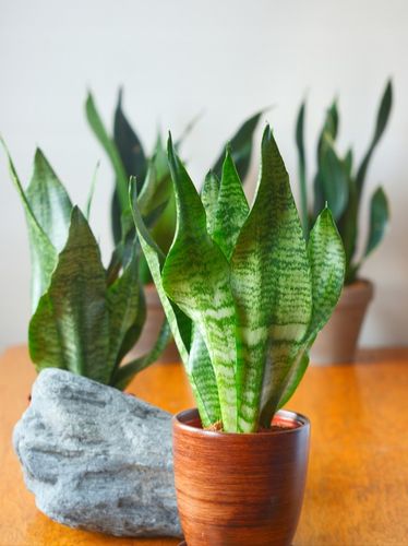 SANSEVIERIA 'ROBUST' pięknie ubarwione liście Sansewieria rozmiar S na Arena.pl