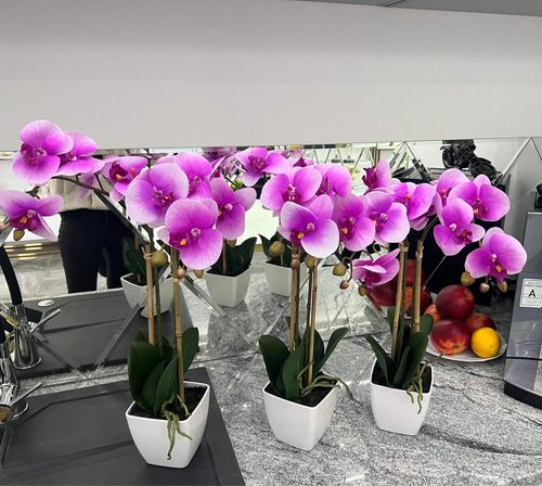 Storczyk w doniczce Premium na Arena.pl