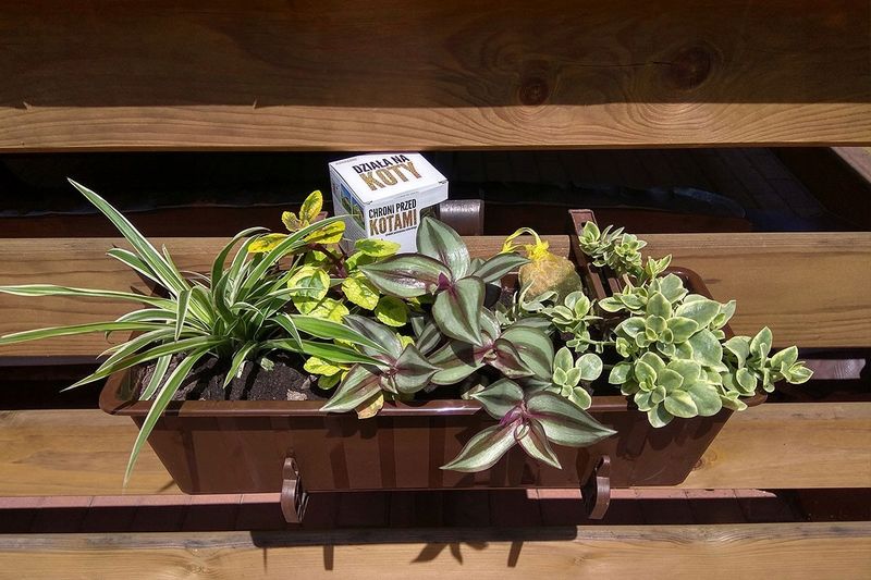 Odstraszacz Kunagone na koty dwupak skuteczny zdjęcie 3