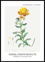 Plakat 50x70cm Design Chearinthus Cheiri, Redoute Vintage do Salonu