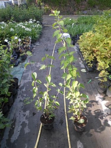 Dereń jadalny Aurea 60-80cm C2 na Arena.pl