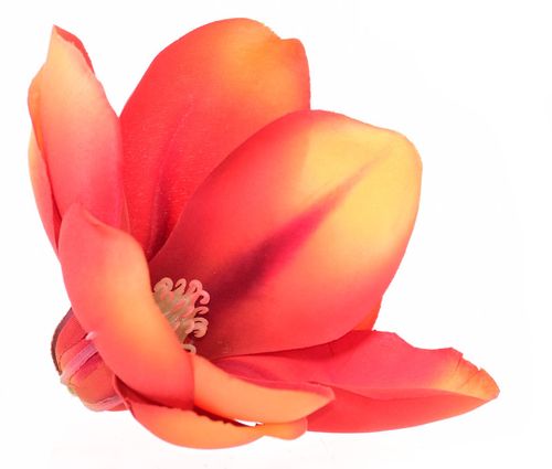 Magnolia główka czerwona na Arena.pl