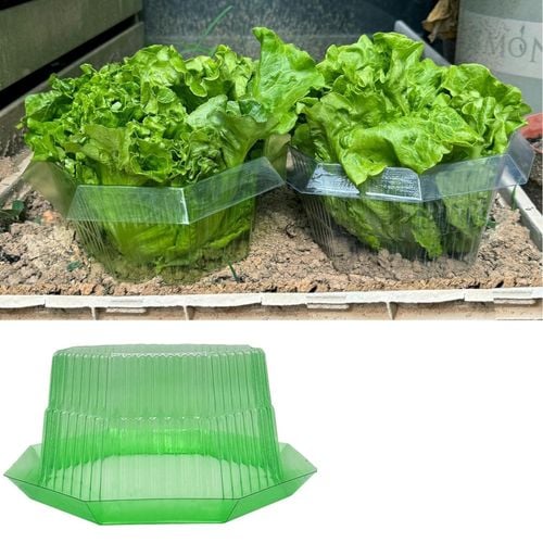 Osłona Przeciw Ślimakom 20szt Zielony Kołnierz Ochronny na Rośliny 24cm na Arena.pl