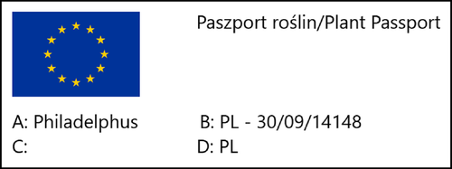 Jaśminowiec wonny (Philadelphus coronarius) w P11, wysokość 80-100 cm na Arena.pl