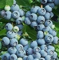 BORÓWKA NELSON amerykańska - sadzonki 45 / 50 cm