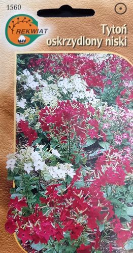 Tytoń oskrzydlony niski na Arena.pl