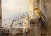 Plakat 42x29,7cm Kanarek na Skraju