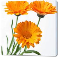 product-compare-59491302