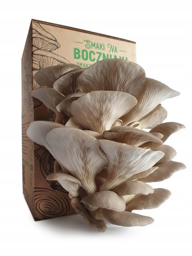 Grzybnia do uprawy domowej boczniak ostrygowaty na Arena.pl