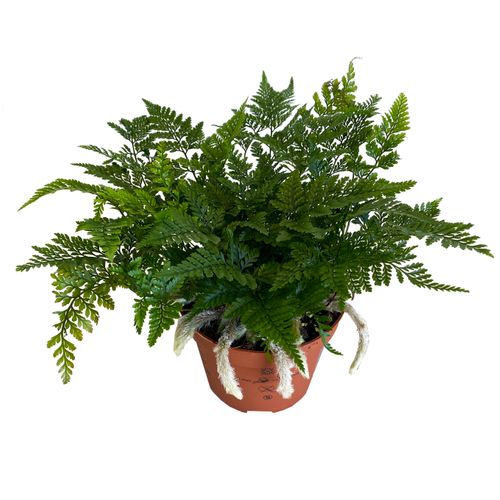 HUMATA TYERMANNII PAPROĆ 20 cm na Arena.pl
